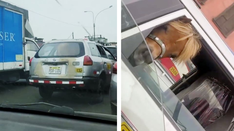 El video del equino dentro del auto se viralizó en las redes sociales