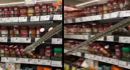 VIDEO: Encuentran serpiente de 3 metros en estante de supermercado