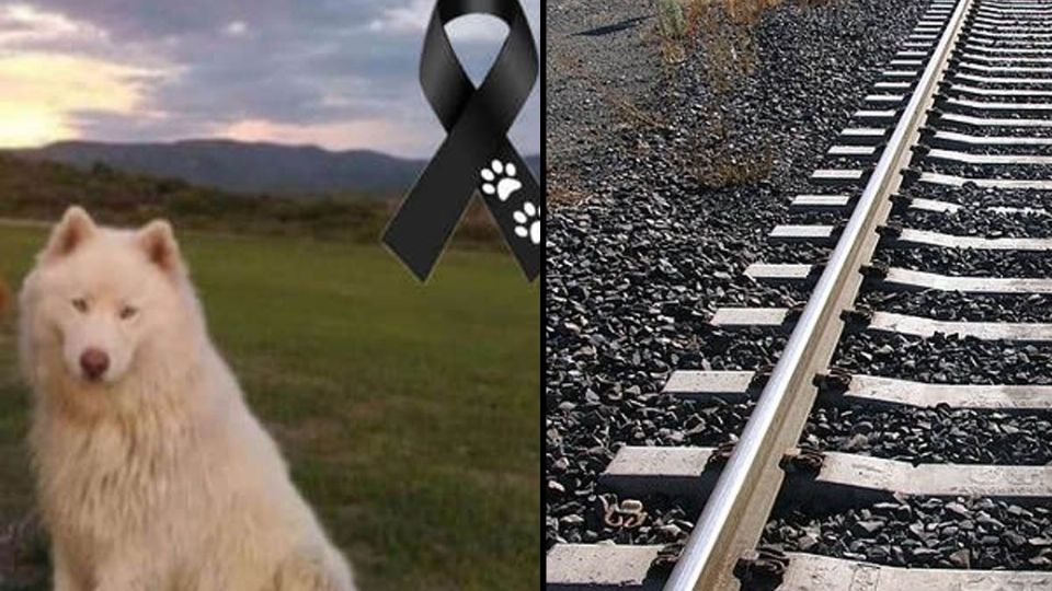 Un sujeto asesino de perros, amarro al animal en las vías para que el tren le pasara por encima.