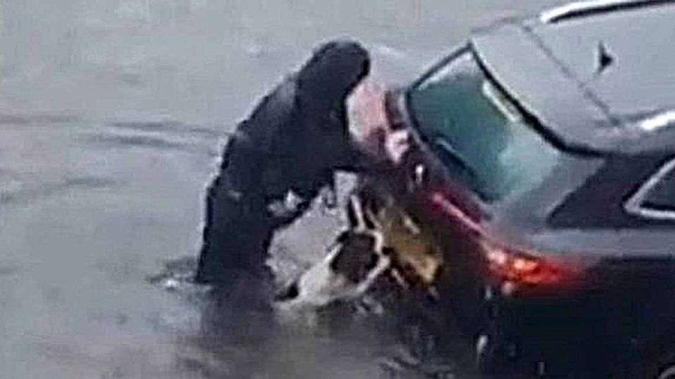 La mascota se une a la causa y ayuda a su dueña a mover el auto atrapado en la inundación