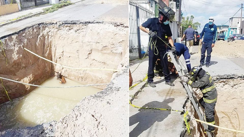 El perro ya era buscado en las redes sociales y ayer fue entregado a su dueño.