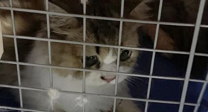 Sacrifican 154 gatos en el Día internacional del animal sin hogar