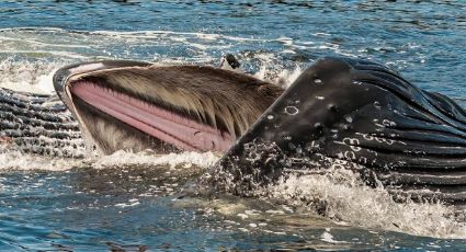 ¡Como en Pinocho! Ballena se tragó a un hombre y vivió para contarlo