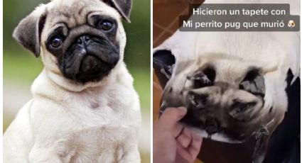 ¿Cruella de Vil eres tú ?: Joven convirtió la piel de su perro en un tapete