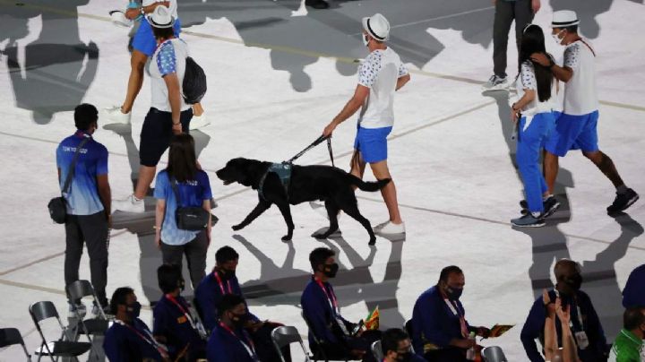 Lomitos olímpicos: perros guías desfilan en los Juegos Paralímpicos Tokio 2020