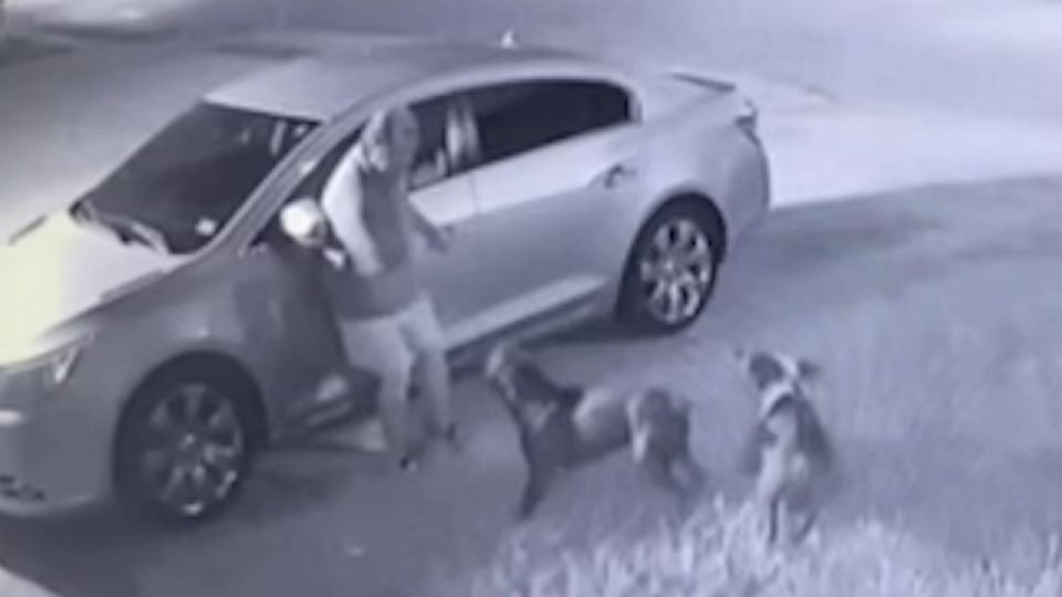 El hombre se encontraba caminando por el lugar cuando fue atacado por los perros.