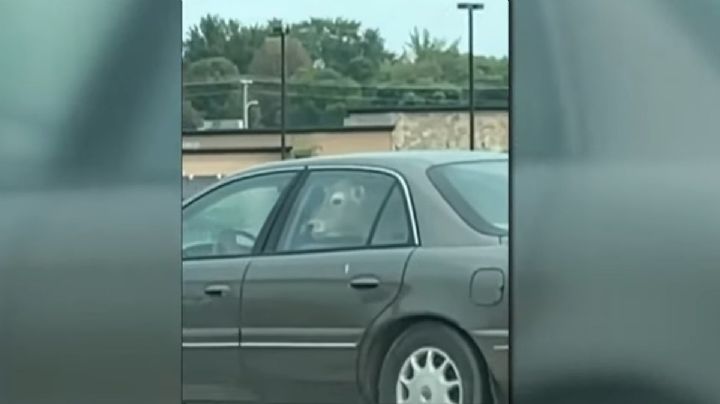 Video Viral: Vaca dentro de un auto hace fila en el Drive-thru de McDonalds  ¿comprará una hamburguesa?