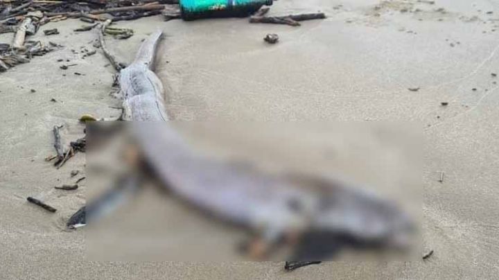 Descubren peces extraños tras cresta y palizada en el río Pánuco