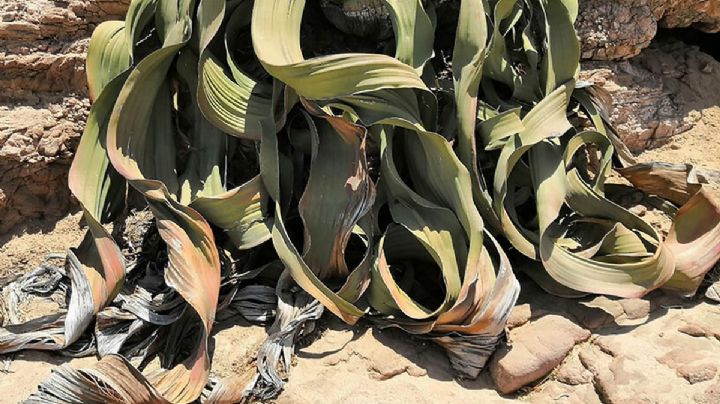 Los misterios de Welwitschia, la planta que no puede morir