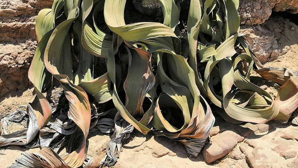 Welwitschia fue descubierta en el año de 1860 por el Dr. Friedrich Welwitsch.