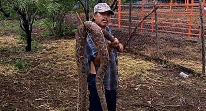 Campesinos encuentran víbora de cascabel gigante en Tamaulipas