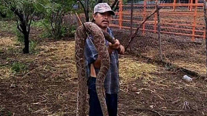 Campesinos encuentran víbora de cascabel gigante en Tamaulipas