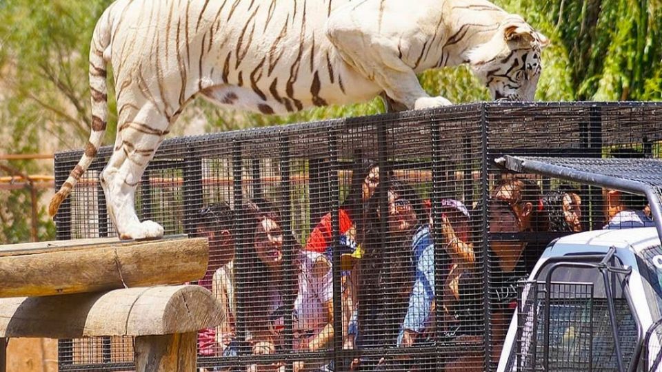 Esta es una las atracciones dentro del Parque Safari de Rancagua en Chile.