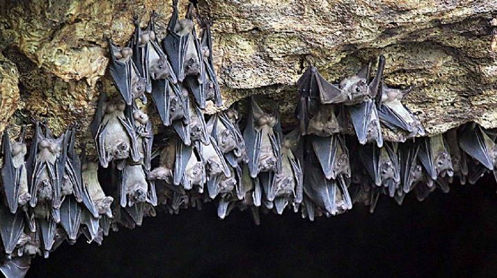 Otro virus de murciélagos contagia por primera vez a un humano en África