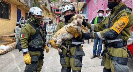 VIDEO: Rescatan perrita debajo de los escombros de Cerro del Chiquihuite