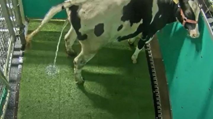 Científicos enseñan a ir al baño a las vacas para salvar al planeta
