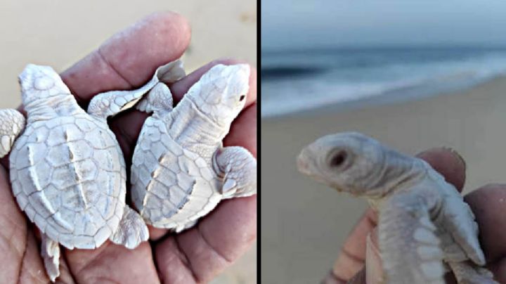 Tortugas albinas nacen en Los Cabos, Baja California Sur