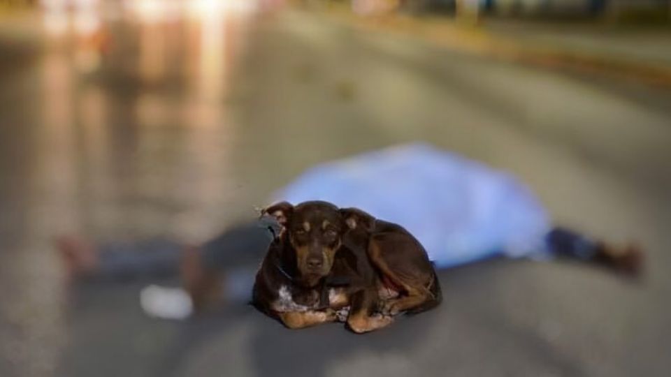 Sobre la avenida Reforma junto a su perro