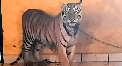 VIDEO: Catean casa en Sonora... ¡Y encuentran un tigre de bengala!