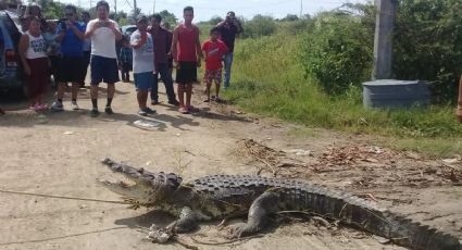 Capturan enorme cocodrilo en Altamira; ¡Mide más de tres metros!