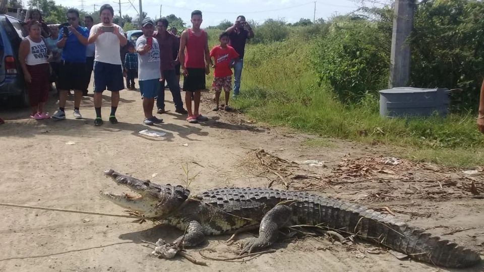 Con el uso de cuerdas, bomberos inmovilizaron al saurio