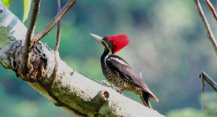 Declaran extinto al pájaro carpintero real y a más de 20 especies