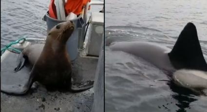 VIDEO: ¿Crueldad? Mujer echa de su barco a león marino que se escondía de orcas