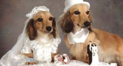 La boda de perros mas grande del mundo: Intentan romper record Guinnes