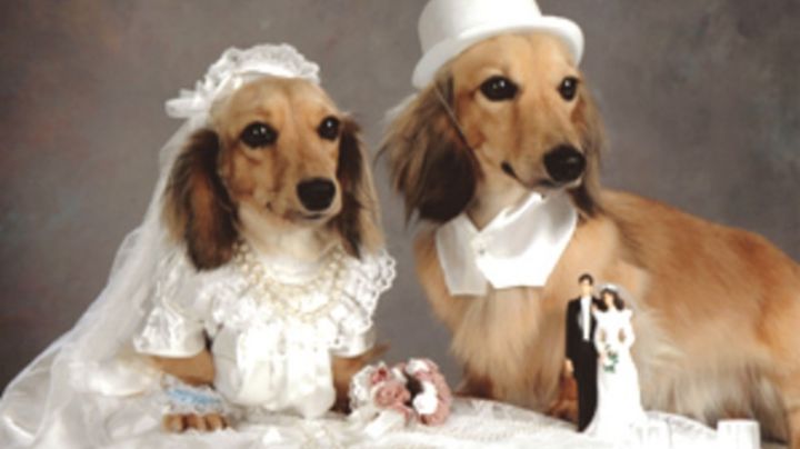 La boda de perros mas grande del mundo: Intentan romper record Guinnes