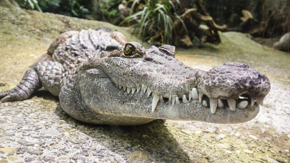 El hombre acorrala al reptil con un bote de basura y lo atrapa.