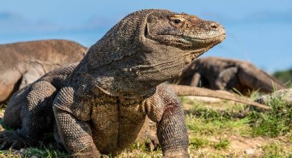 El dragón de Komodo es declarado animal en peligro de extinción