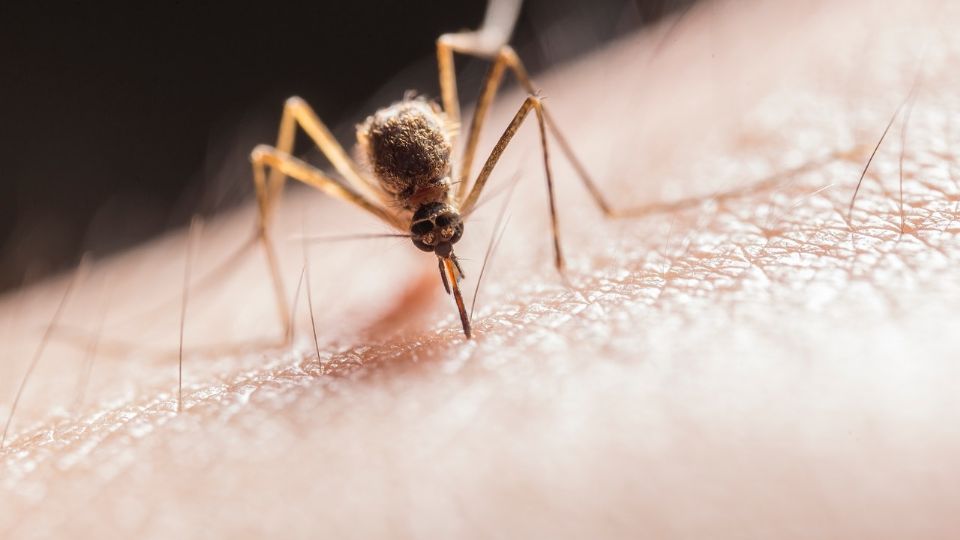 El mosquito transmisor del dengue aún sigue en nuestra ciudad, por lo que hay que extremar cuidados