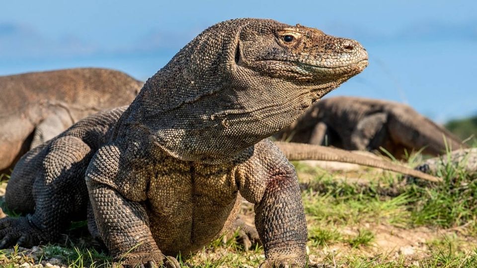 Es un lagarto que puede llegar a medir los 3 metros y pesar hasta 90 kg.