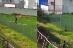 VIDEO MALTRATO ANIMAL: Hombre es buscado por dispararle a perrito con una escopeta