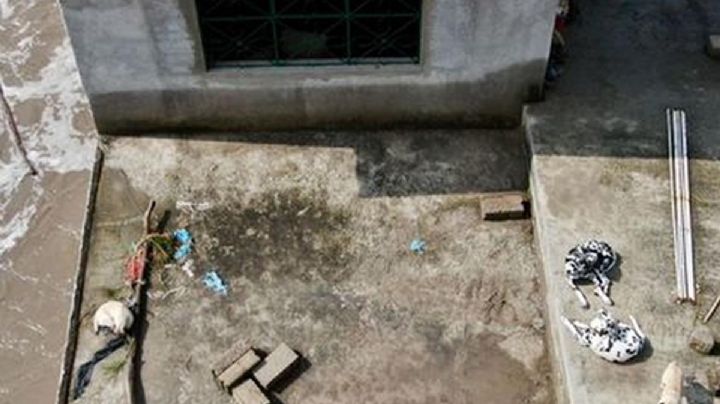 Perritos se encuentran atrapados en azotea tras inundación en Tula; llevan 2 días sin comer
