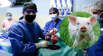 ¡Insólito! Se realiza con éxito el primer transplante de corazón de un cerdo a un humano. VIDEO