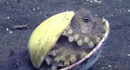 VIDEO: Captan a cría de pulpo oculta en concha marina y se viraliza en redes