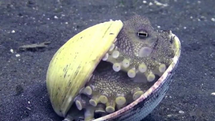 VIDEO: Captan a cría de pulpo oculta en concha marina y se viraliza en redes