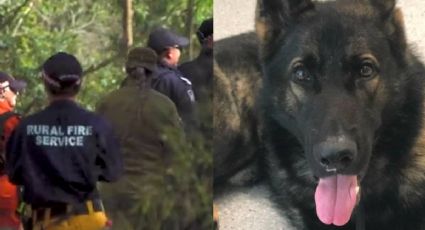 Helicópteros, drones y cientos de personas buscan a Quizz, perro policía extraviado en Australia