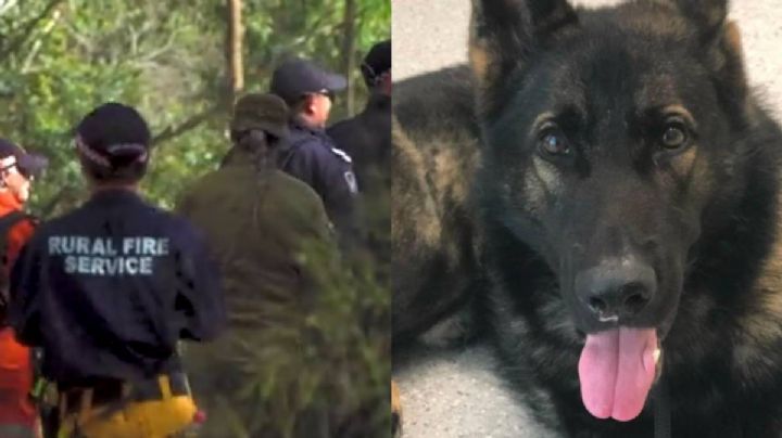 Helicópteros, drones y cientos de personas buscan a Quizz, perro policía extraviado en Australia
