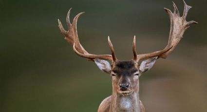 IMAGENES FUERTES: Ciervo se defiende de su cazador y lo embiste; el hombre casi pierde el ojo