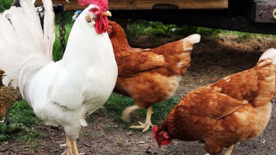 La Asociación de Productores Avícolas Sur, informaron que unas 400 mil gallinas murieron entre los días jueves y sábado