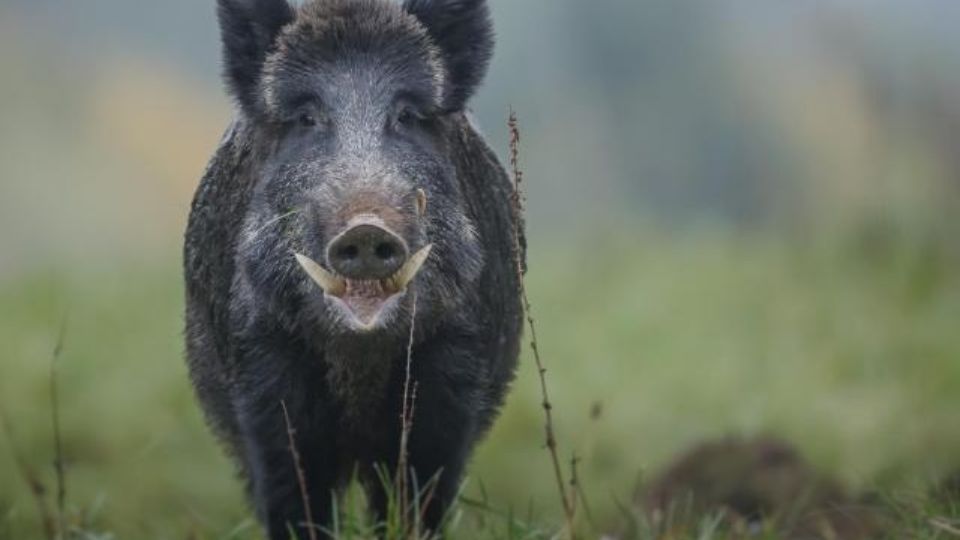 Vecinos de la colonia informan que se trata de un animal muy grande.