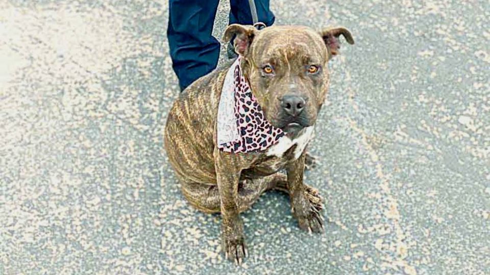 Bubbles una criolla de Pitbull, espera a una amorosa
familia que la quiera sumar a su hogar