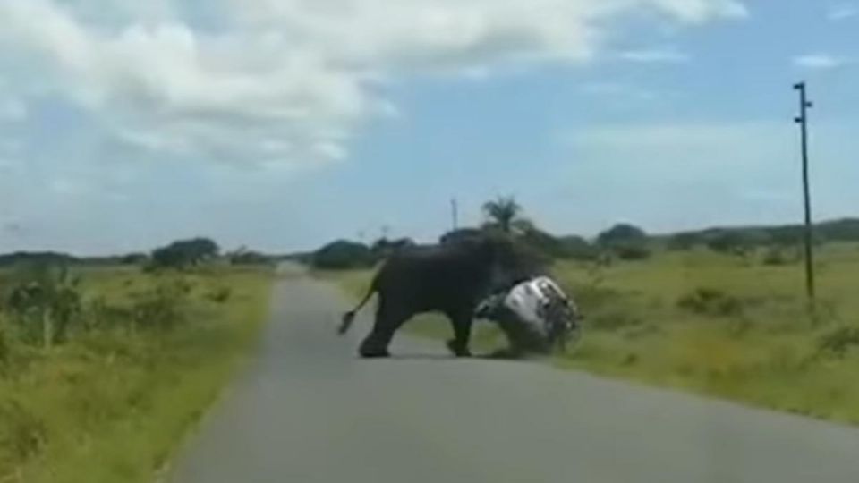 Los turistas no pudieron hacer nada más que intentar ahuyentar el animal tocando la bocina de su automóvil