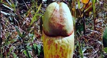 Fotos: Esta planta parece un genital masculino, es una especie de planta carnívora