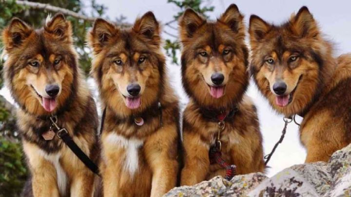 Influencers clonan a sus perros para no perder seguidores ni dinero