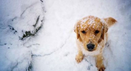 Perrito de la calle le salvó la vida a una niña que quedó bajo la tormenta de nieve