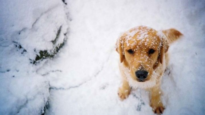 Primera tormenta invernal: Se registrarán lluvias y nevadas en estos Estados