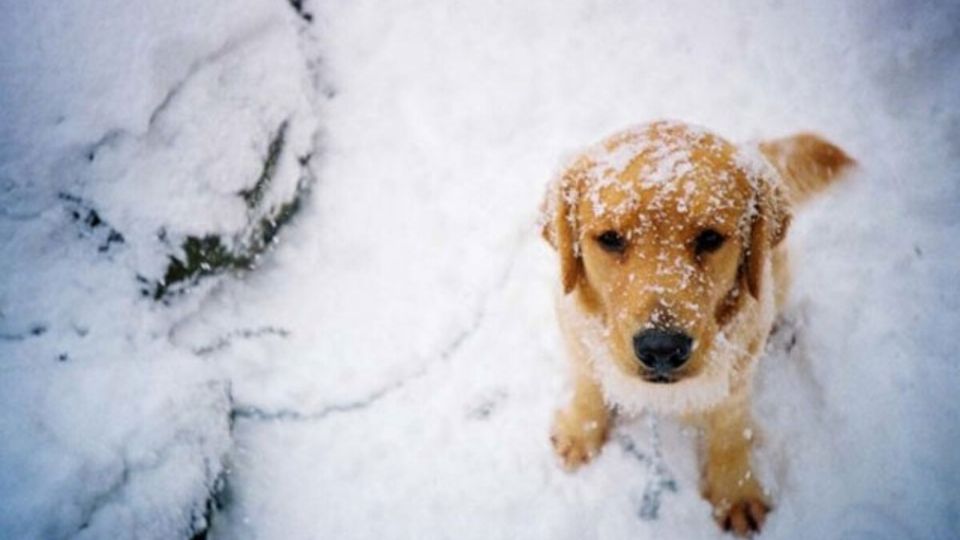 Las bajas temperaturas continuarán por la mañana, incluso con heladas que podrían traer nieve en algunos Estados de México